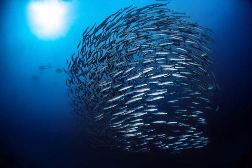 Barracuda allo Scoglietto of Portoferraio 1