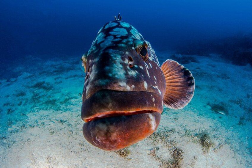 Grouper diving 5