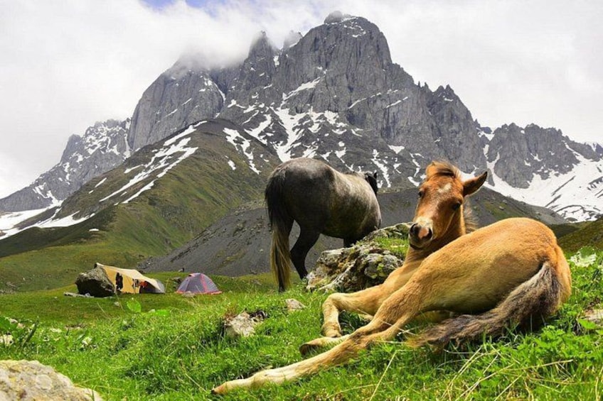 A horse resting on grass with tents and a mountain in the background. 5
