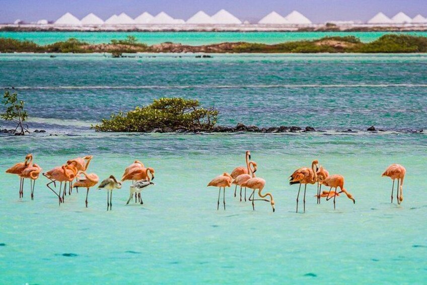 Flamingos im flachen Wasser, ein klares blaues Meer und weiße Gebäude in der Ferne. 5