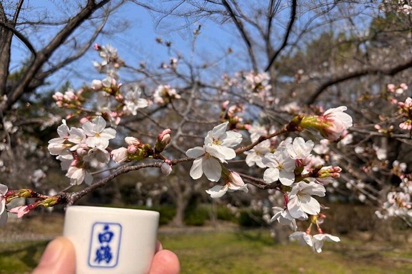 Kobe Sake Tour with Expert Guide: 3+ Breweries, Tastings Included 2