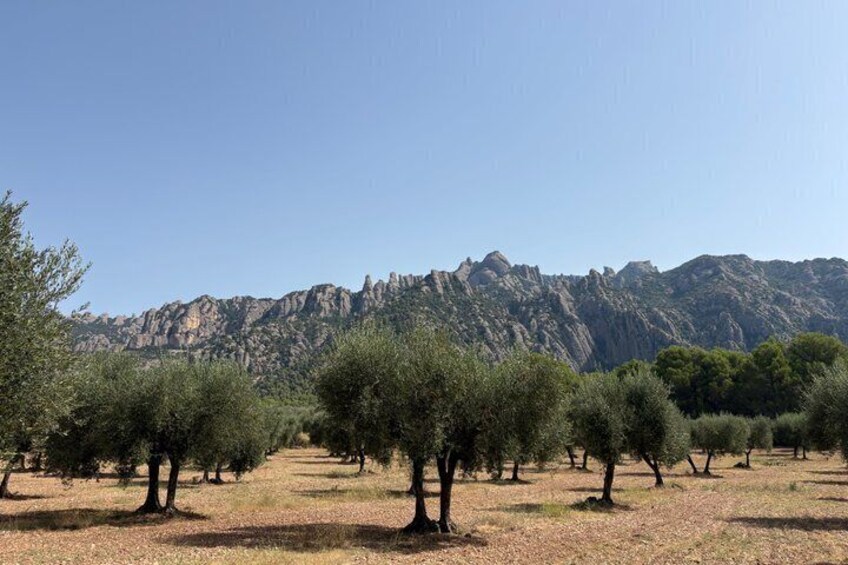 Montserrat very early: Hiking, Abbey, olive oil, very small group 4