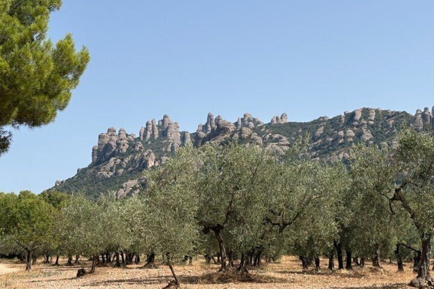 Montserrat very early: Hiking, Abbey, olive oil, very small group 5