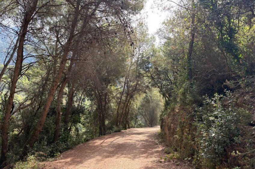 Montserrat very early: Hiking, Abbey, olive oil, very small group 3