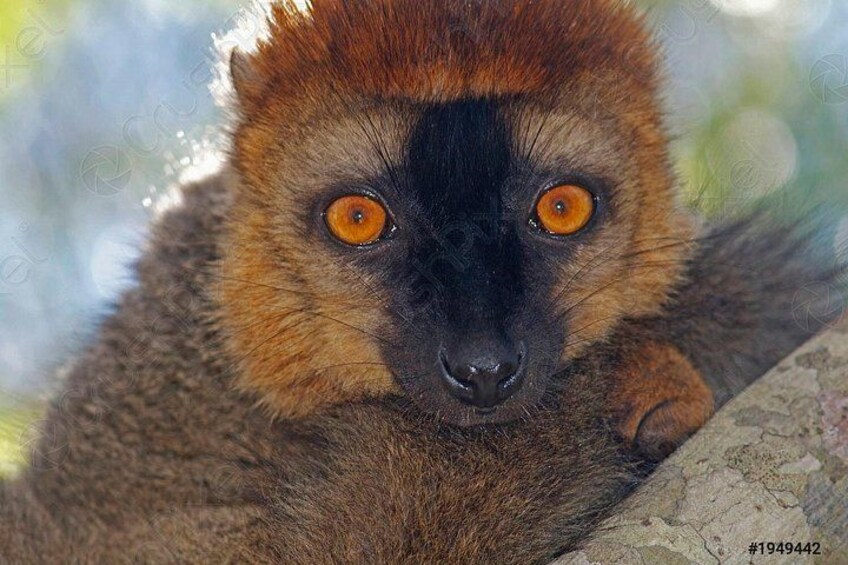 Een lemur met oranje ogen en bruine vacht. 1