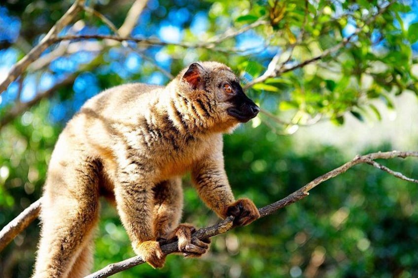 A lemur perched on a tree branch in a forested area. 4