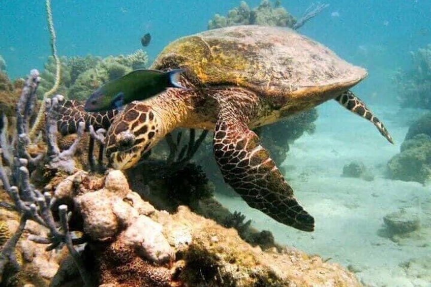 Una tortuga marina nadando cerca de un arrecife de coral con un pez. 5