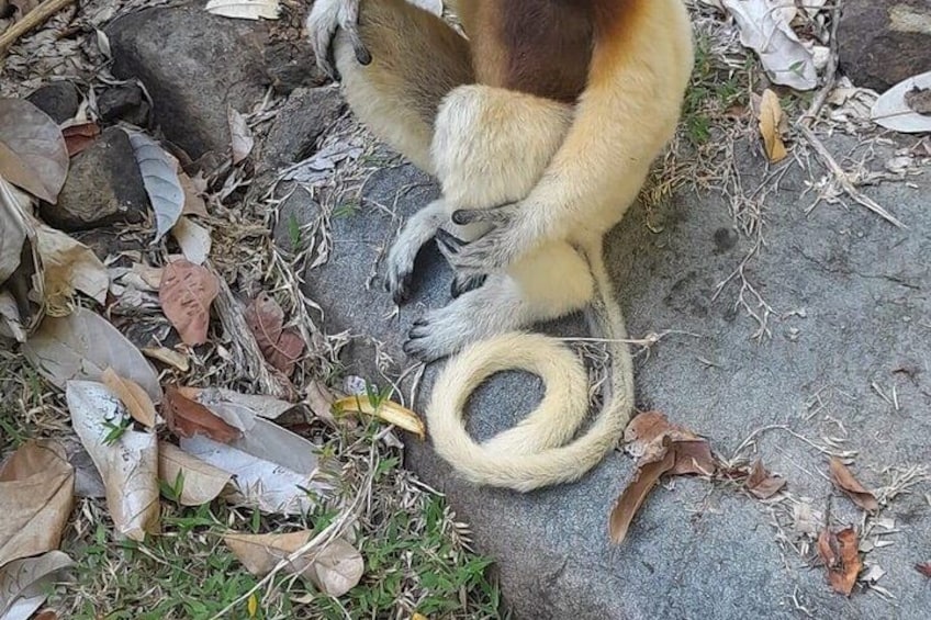 Un mono sentado sobre una roca con una cuerda alrededor de las patas. 4
