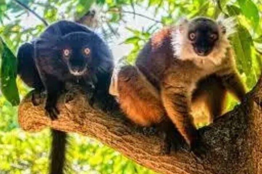 Dos lémures en una rama de árbol en un bosque. 2