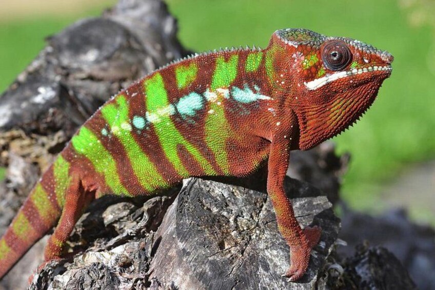 A chameleon on a tree branch. 3