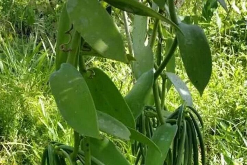 Une plante aux feuilles larges et à la tige enroulée. 2