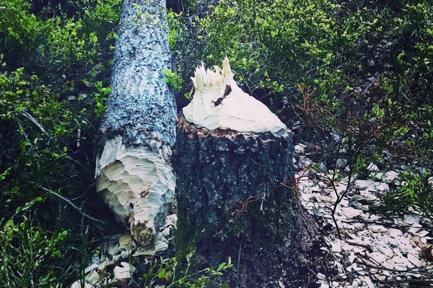 Forestbathing Slow Walking and Healing Spring Water, Stockholm 5