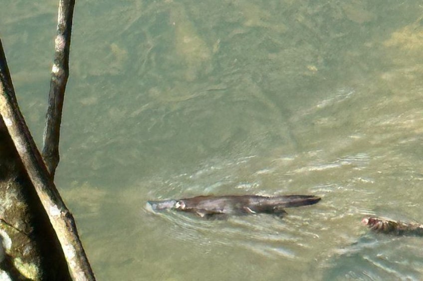 Eungella Platypus Tour 2