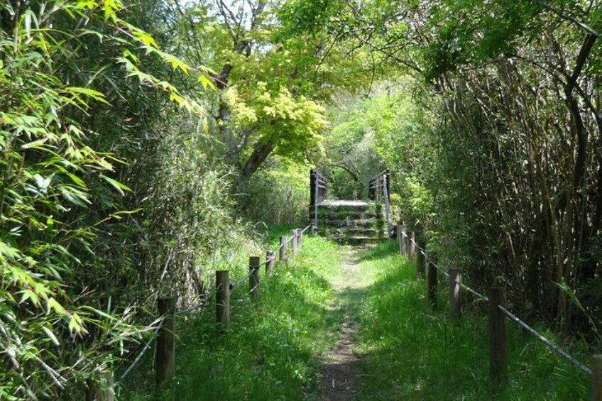 Easygoing Nature Walk in Hakone Tour 4