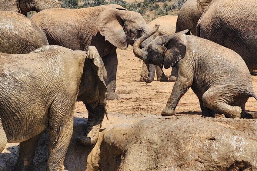 Addo Elephant National Park