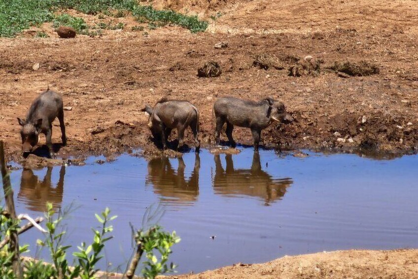 Addo Elephant National Park