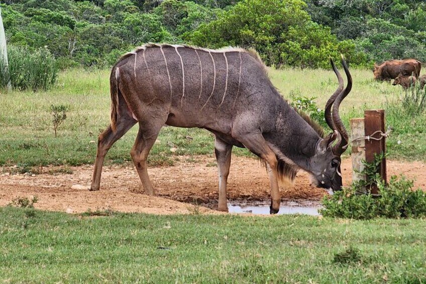 Addo Elephant National Park