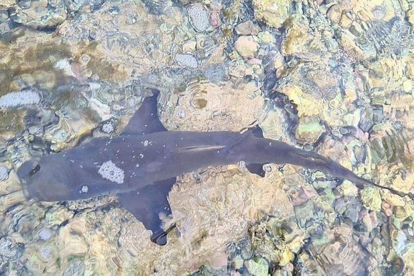shark bay 2