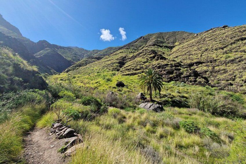 Private wild picnic in the North West of Gran Canaria 2