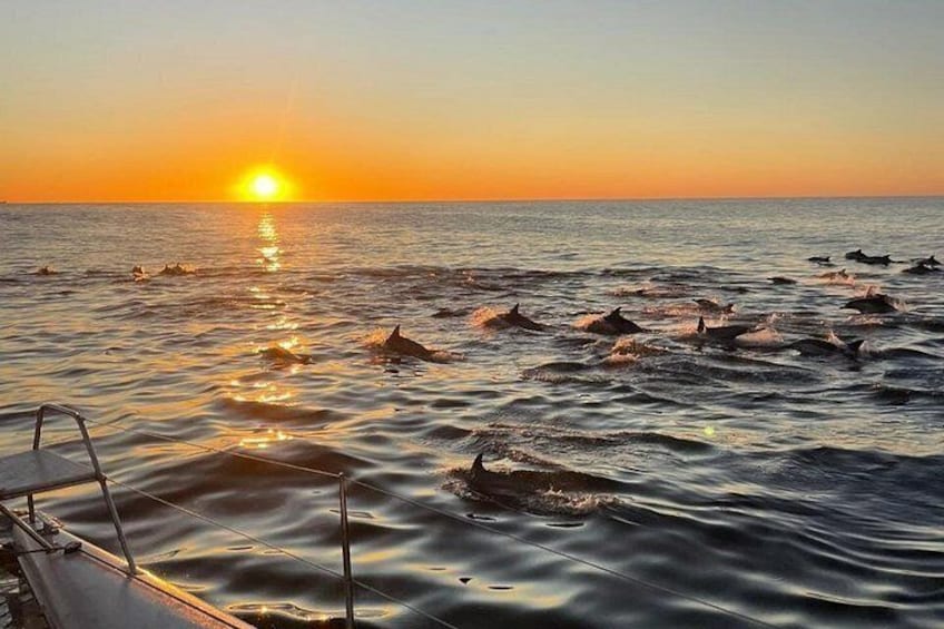 Un coucher de soleil sur l’océan, avec des dauphins qui nagent. 1