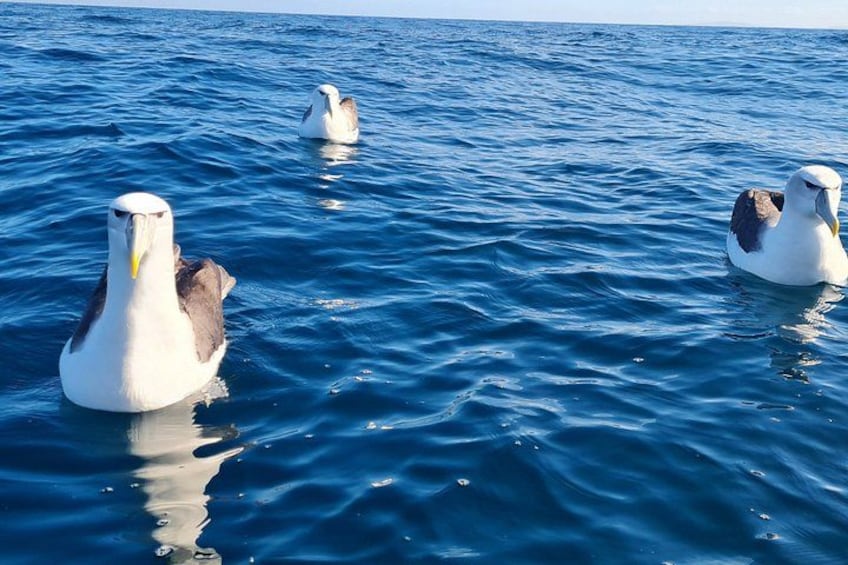 Three albatrosses swimming in the ocean. 1