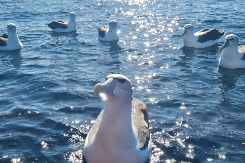 A seagull with a white head and dark body, surrounded by other seagulls in the water. 1