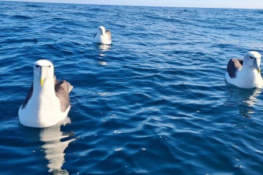 Three albatrosses swimming in the ocean. 4