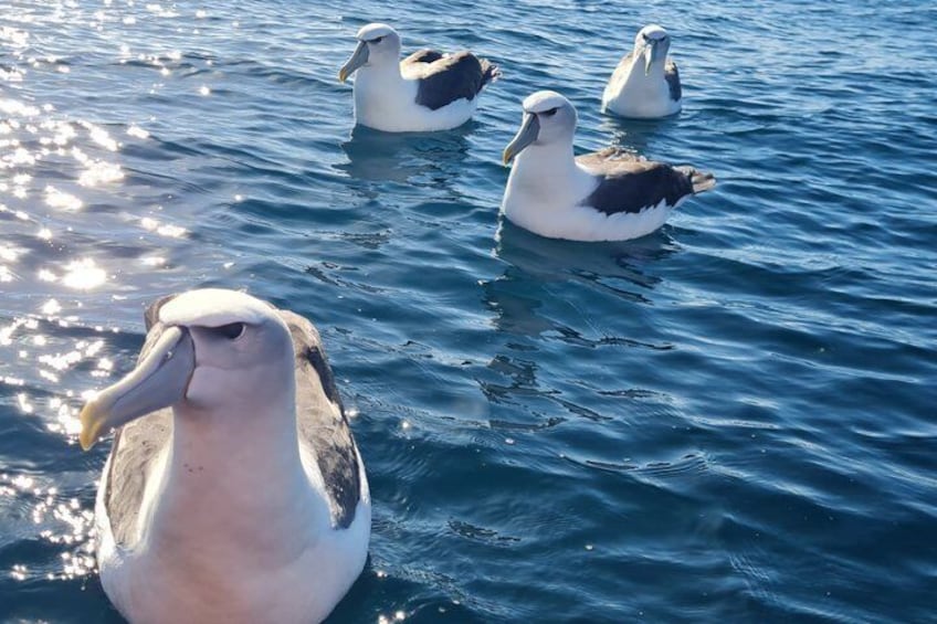Large seabirds floating on calm water. 3