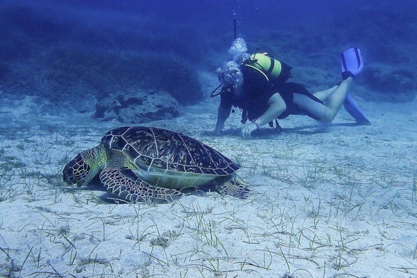 A diver with flippers and a snorkel near a sea turtle on a sandy ocean floor. 2