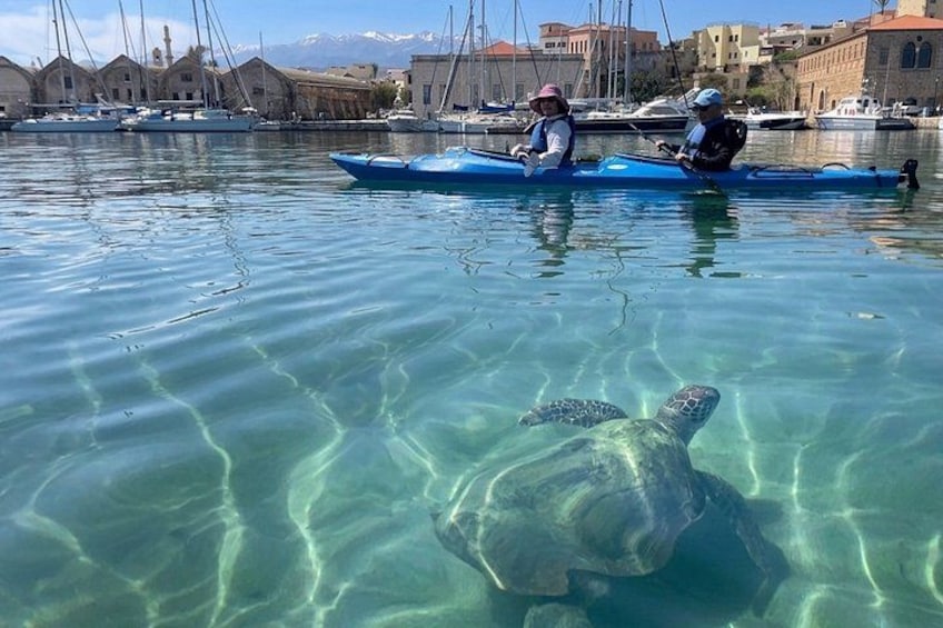 A clear water body with a turtle swimming near the surface, kayakers in the background, and buildings along the shore. 5