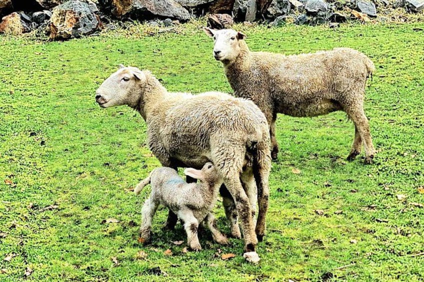 Un campo cubierto de hierba con ovejas. 2