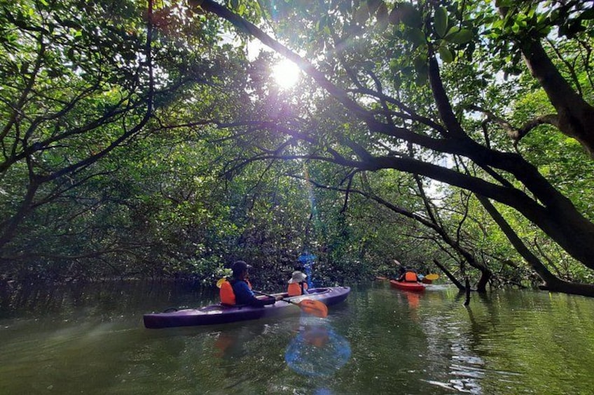Eine Gruppe Menschen paddelt in einem Mangrovenwald. 4