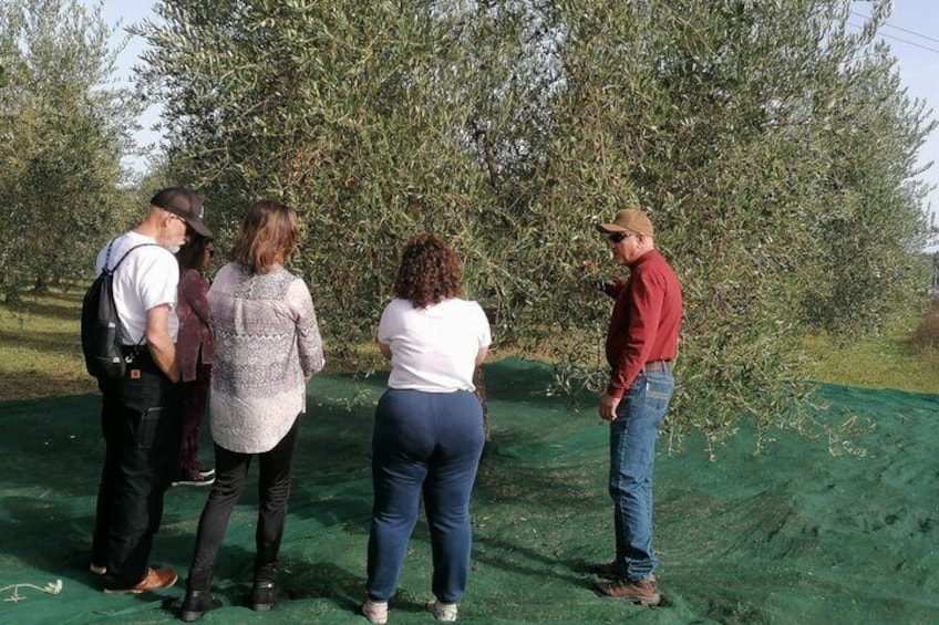 TOUR and TICKETS, VISIT TO THE MILL AND EVO OIL TASTING 4