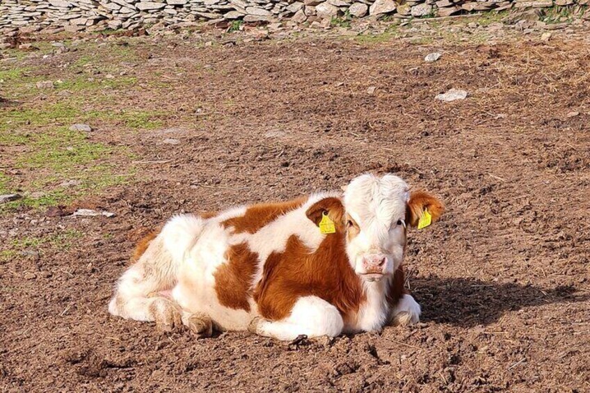 Live a shepherd experience with typical lunch in Bitti