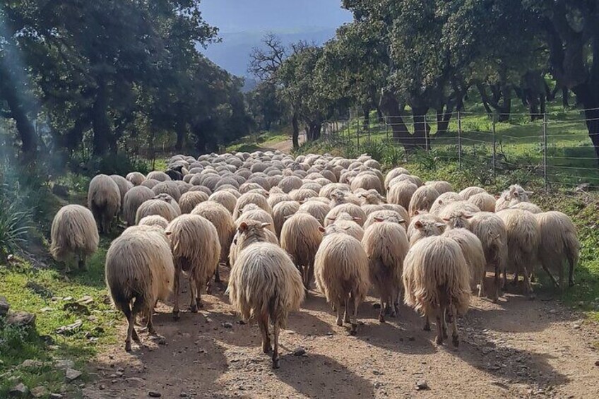 Live a shepherd experience with typical lunch in Bitti