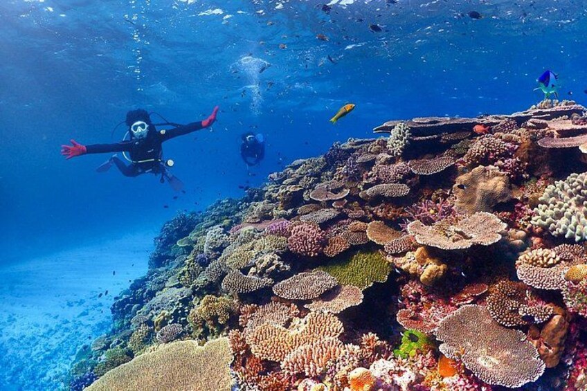 A diver exploring a vibrant coral reef with various fish species. 1