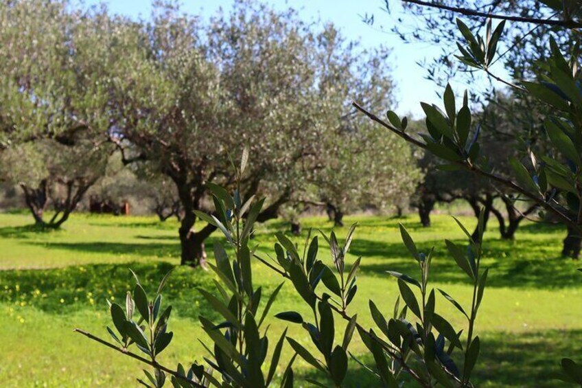 Heraklion: Visit A Family-Run Olive Mill With Food Pairing