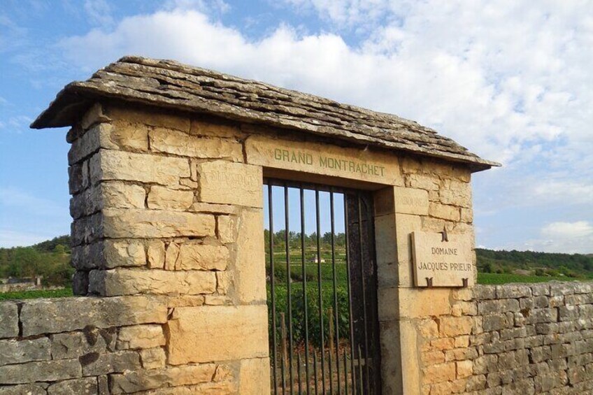 Morning in Montrachet.