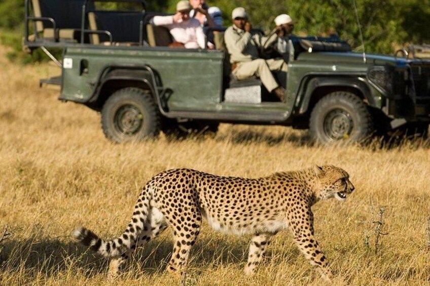 A cheetah walking in a grassy field with a safari vehicle in the background. 2