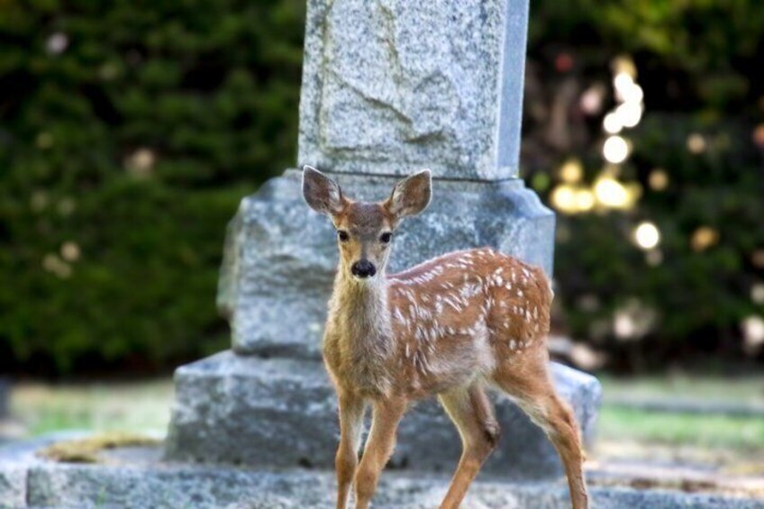 A deer standing in front of a stone monument. 1