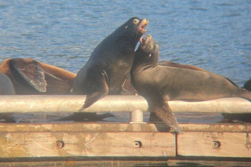 Victoria: Wildlife in the city, coastal viewpoints and parks 5