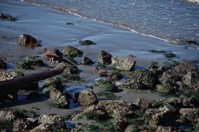 A rocky shoreline with seaweed and driftwood. 3