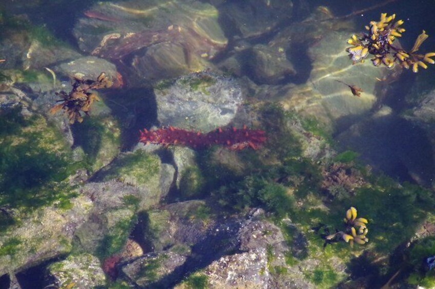 Underwater marine life, including a red sea anemone and various fish, amidst rocky terrain and algae. 5
