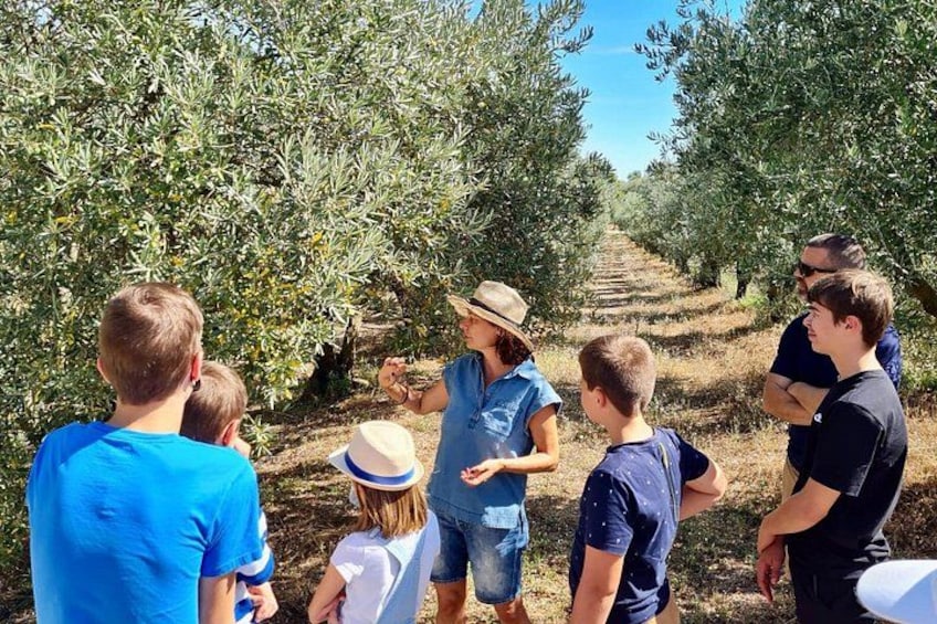 A group of people in an olive grove, some standing and others sitting, with a guide leading the group. 4