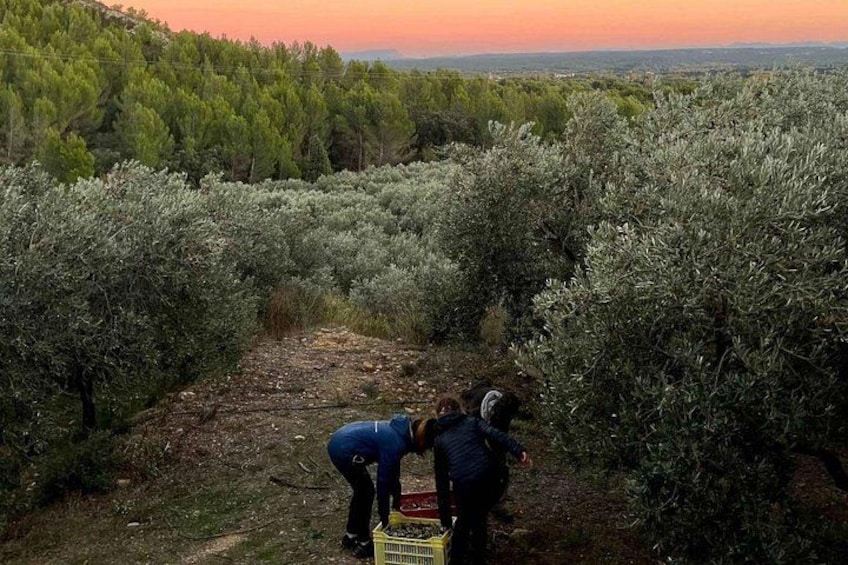 A group of people harvesting olives in an orchard. 2
