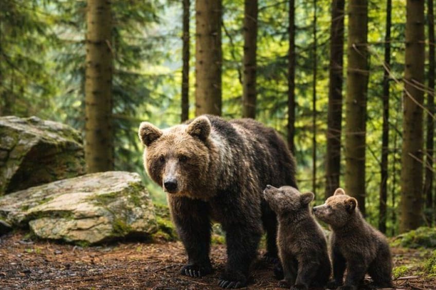 Ein Bär mit Jungen im Wald. 1
