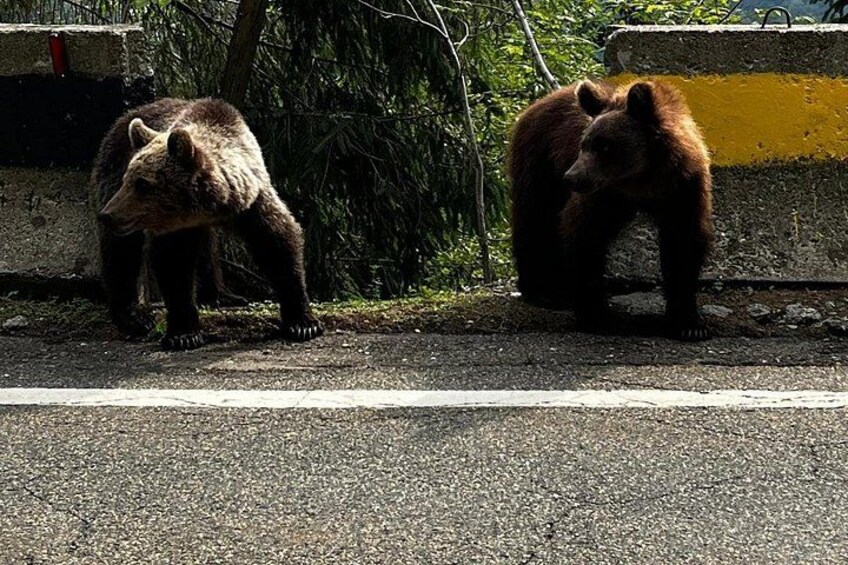 Bran Castle & Bear Sanctuary Small-Group Tour from Bucharest 3