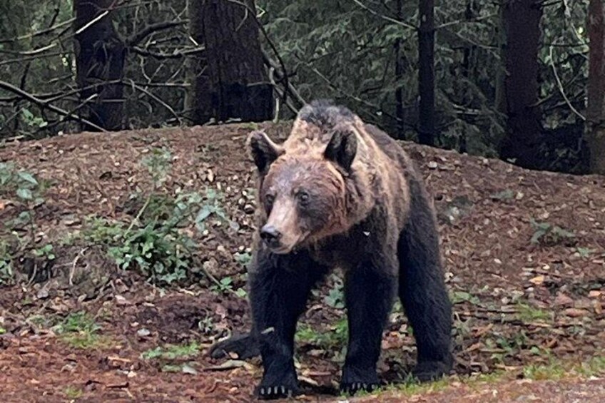 Bran Castle & Bear Sanctuary Small-Group Tour from Bucharest 5