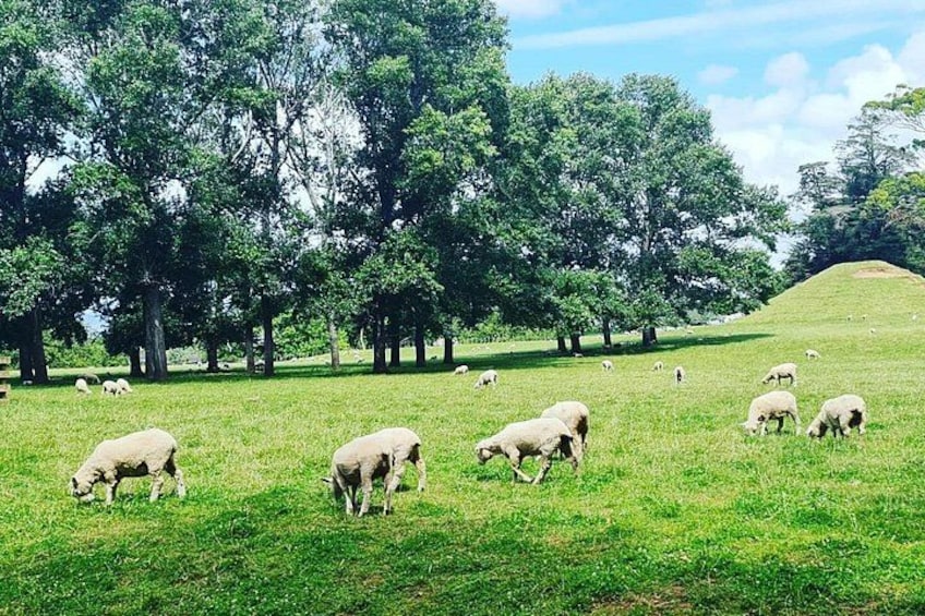 Auckland Nature Tour 2