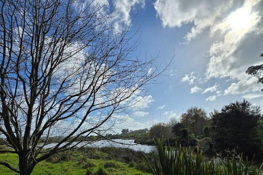 Un arbre sans feuilles, une étendue d’eau et un champ d’herbe sous un ciel partiellement nuageux. 5